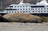 imagen: AUSTRALIS USHUAIA - PUNTA ARENAS VV