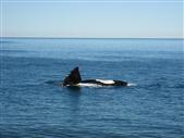 imagen: Ballena Fran Autral - El Doradillo - Pto Madryn