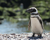 imagen: Pinguinos de Magallanes - Punta Tombo